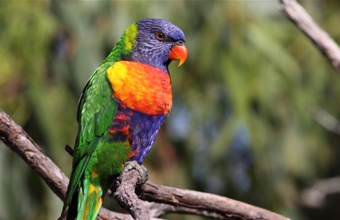 Aussie Backyard Bird Count