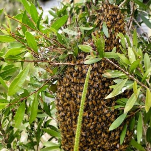 Bees1.jpg