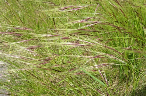 Chilean Needle Grass.jpg