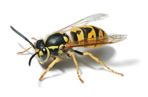 European_Wasp_-_Full_Body_Picture.jpg