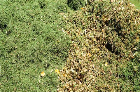 Green Waste Amnesty_website.png