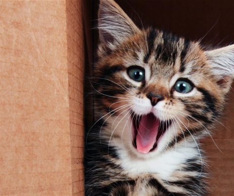 Free microchipping for cats available at Animal Aid in Coldstream | Mirage News Free microchipping for cats available at Animal Aid in Coldstream | Mirage News
