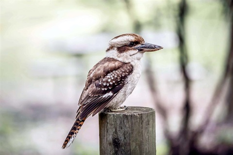 Laughing Kookaburra.JPG