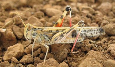 Locusts.JPG