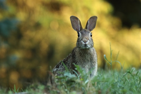 Rabbit - pest.jpg