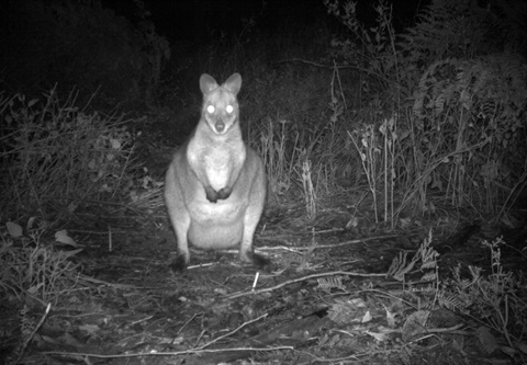 Swamp Wallaby.jpg