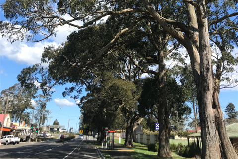 Tree Pruning Works Kinglake.png