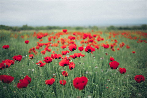 remembrance day poppies.png